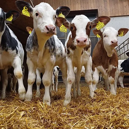 Tagtraeumerei By Interhome דירה *